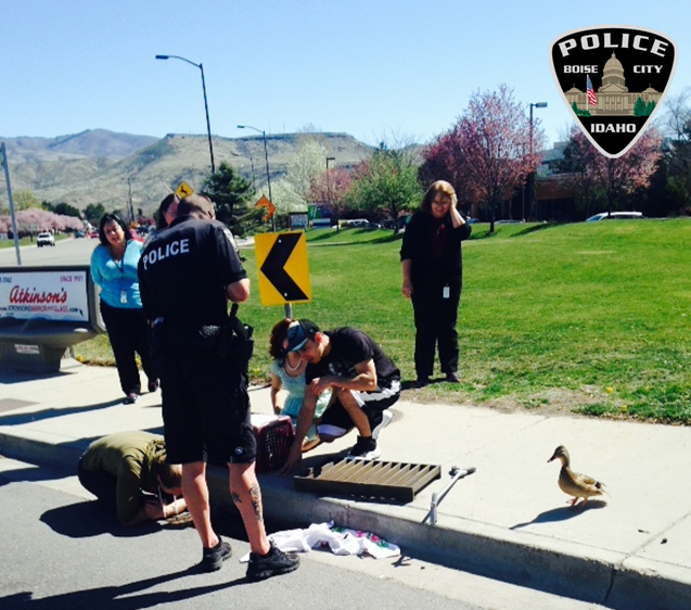 Officers save ducklings trapped in Boise storm drain | ktvb.com