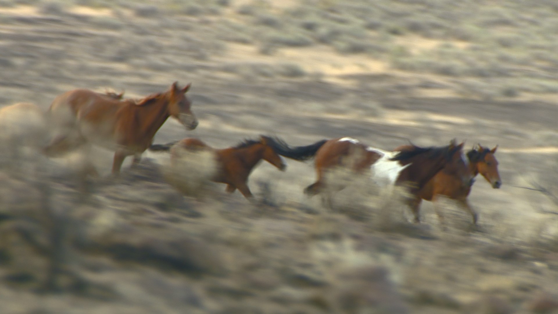 BLM Completes Soda Fire Wild Horse Gather | Ktvb.com