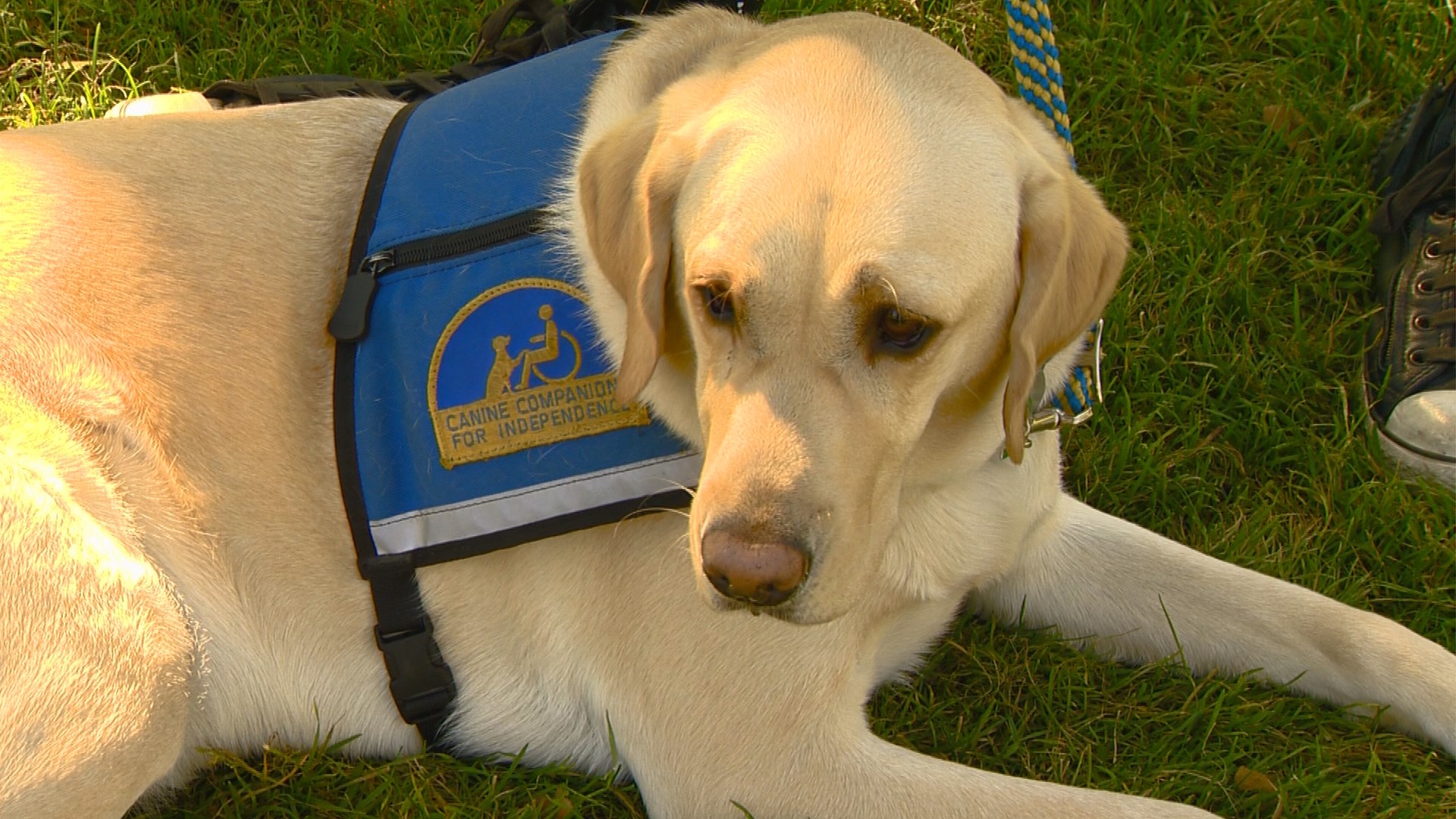 Canine Companions Offers Independence To Those With Special Needs ...