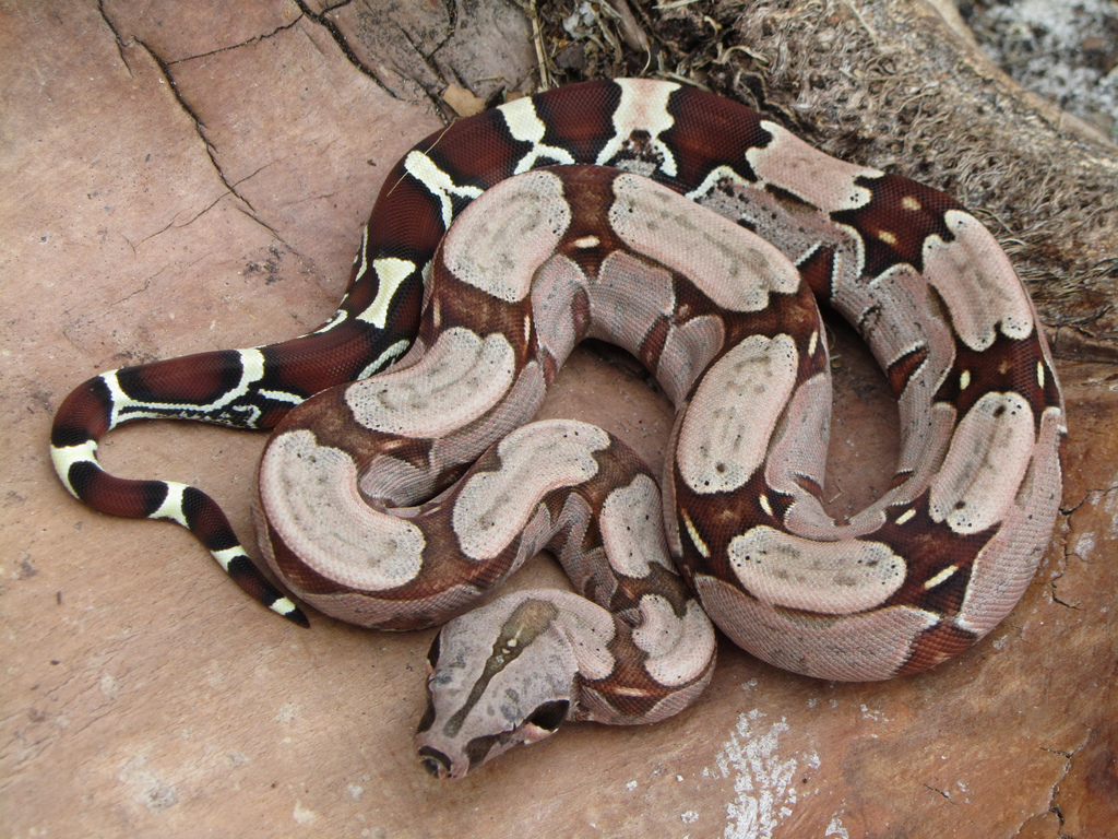 bow constrictor snake