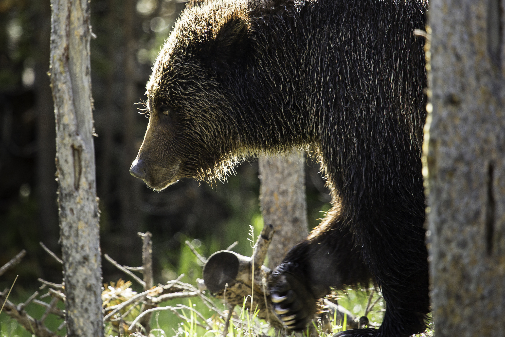 Yellowstone grizzlies removed from threatened species list