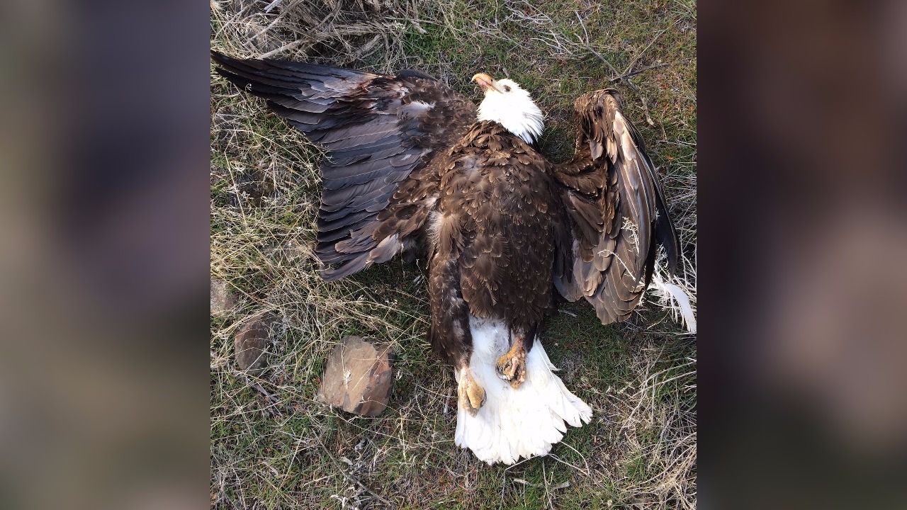 Reward offered for information about bald eagle shot, killed in Washington  County