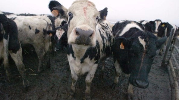 2-blackfoot-men-arrested-on-cattle-rustling-charges-ktvb