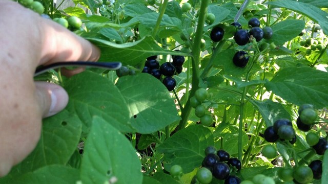 You Can Grow It: Harvesting huckleberries | KTVB.COM