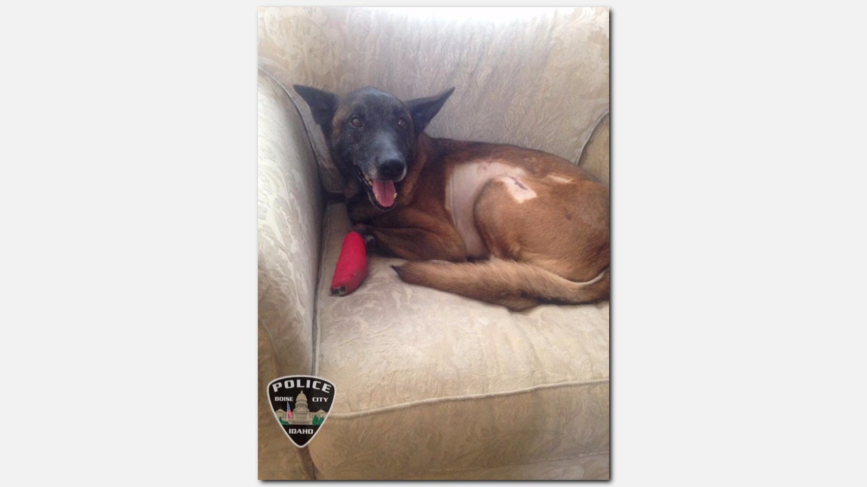 belgian sheepdog national specialty 2018 dogs u0027 blood donations helped save boise k 9 jardo ktvb com belgian sheepdog national specialty 2018 dogs u0027 blood donations helped save boise k 9 jardo ktvb com