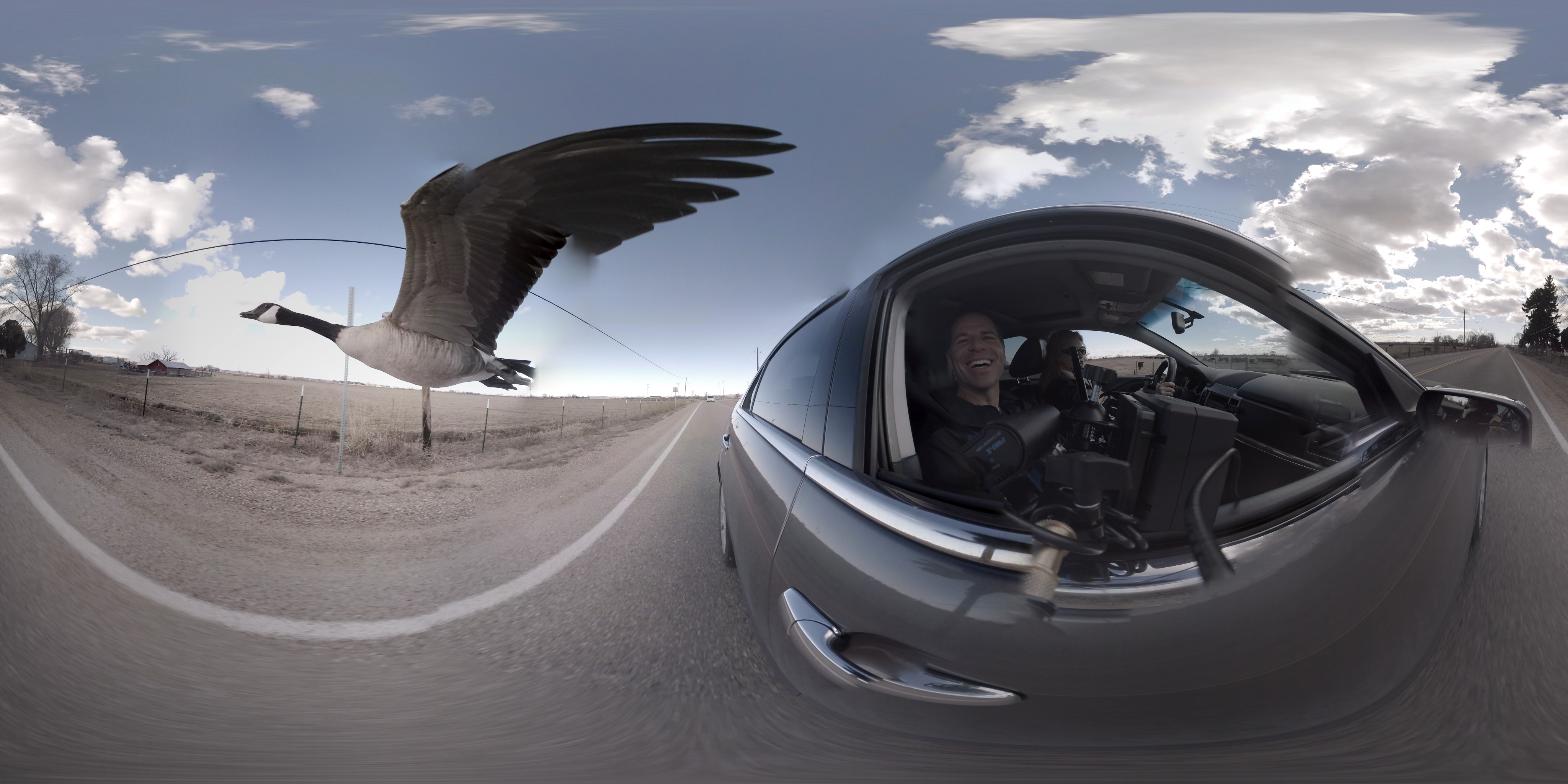 360 VIDEO: Be a wing-man to a goose in love