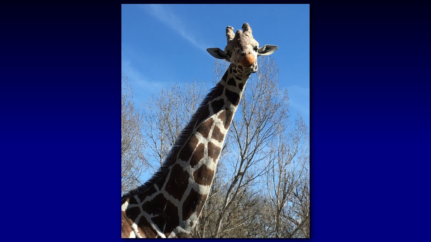 Zoo Boise giraffe euthanized after fall