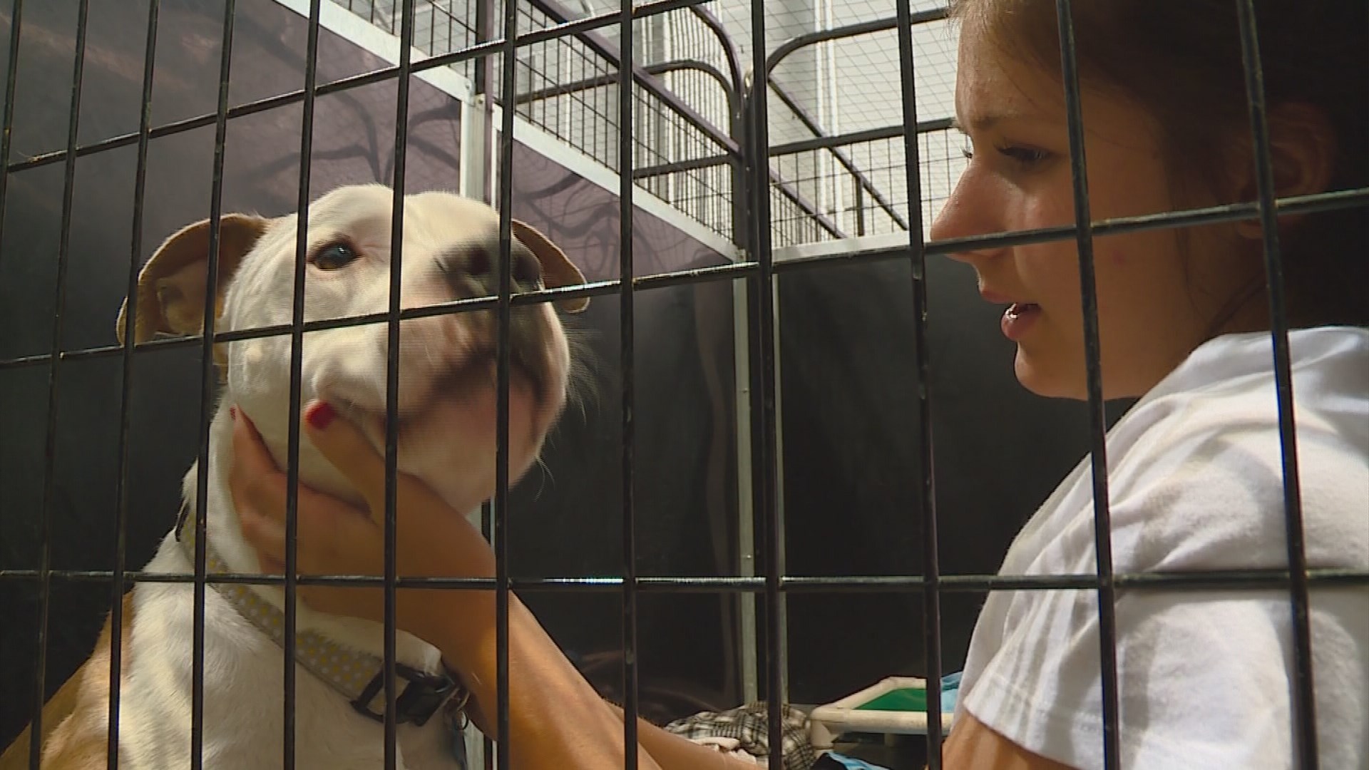 Humans join dogs in kennels to promote adoption