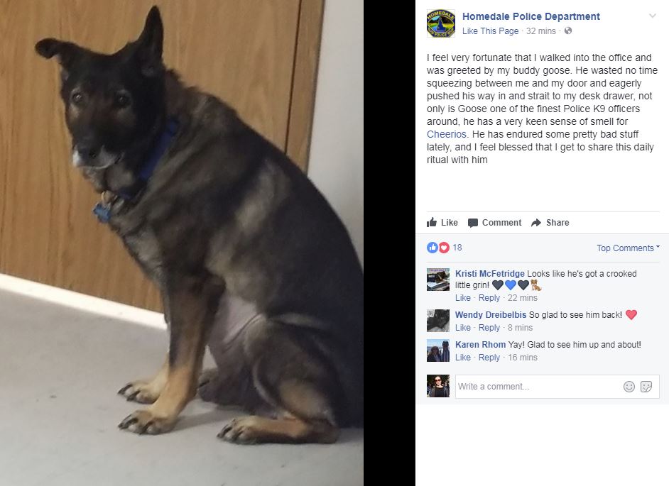Homedale K9 back on the job after surgery