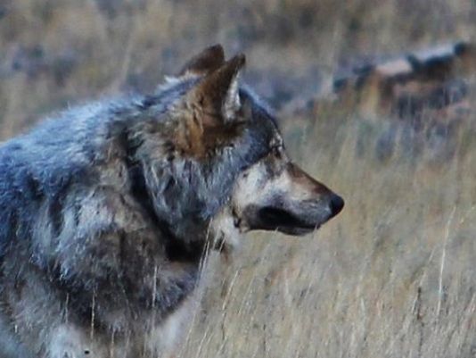 Northern Rockies gray wolf numbers top 1,900 animals | ktvb.com
