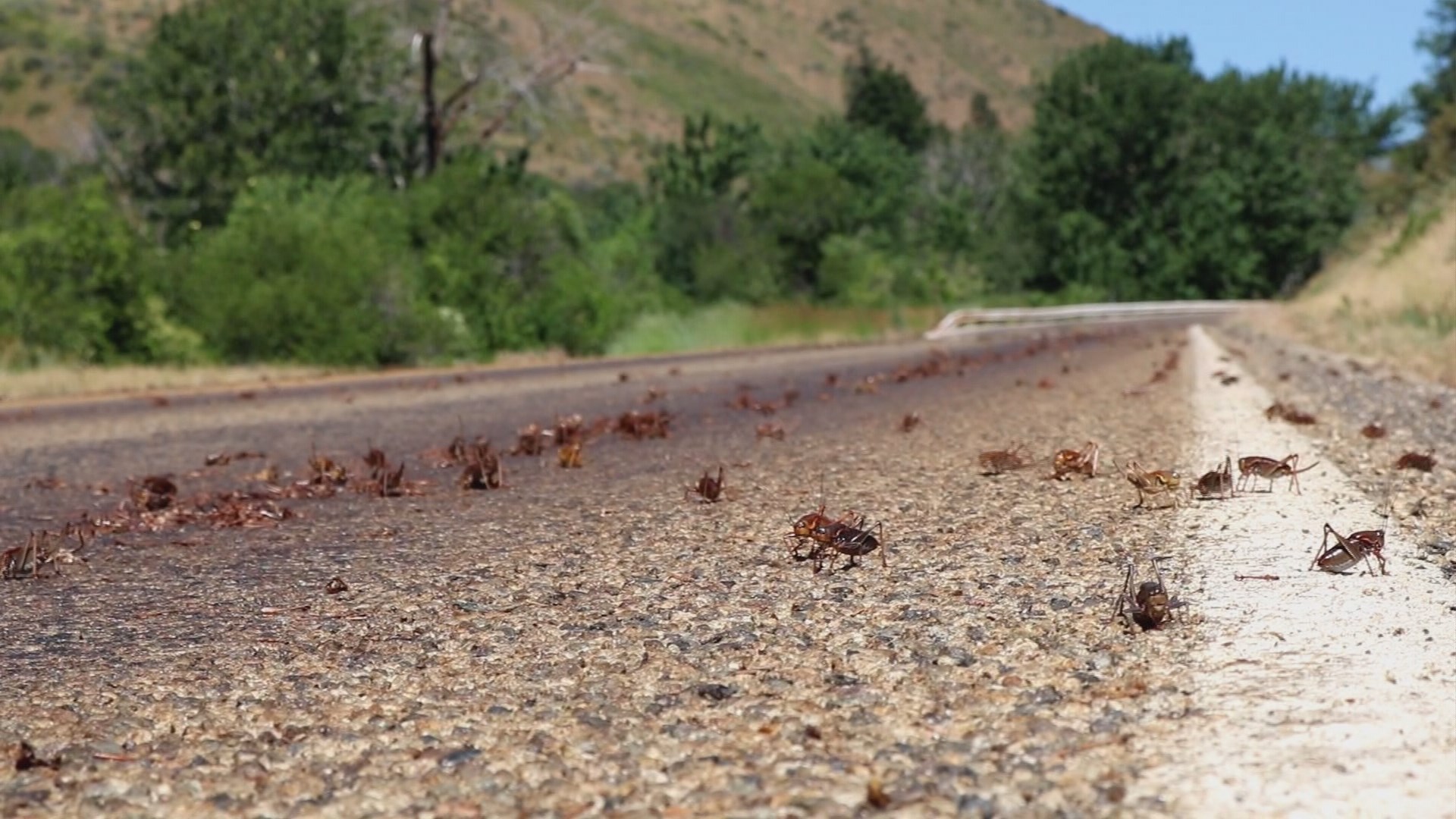 Mormon crickets swarm busy Idaho highways | KTVB.COM